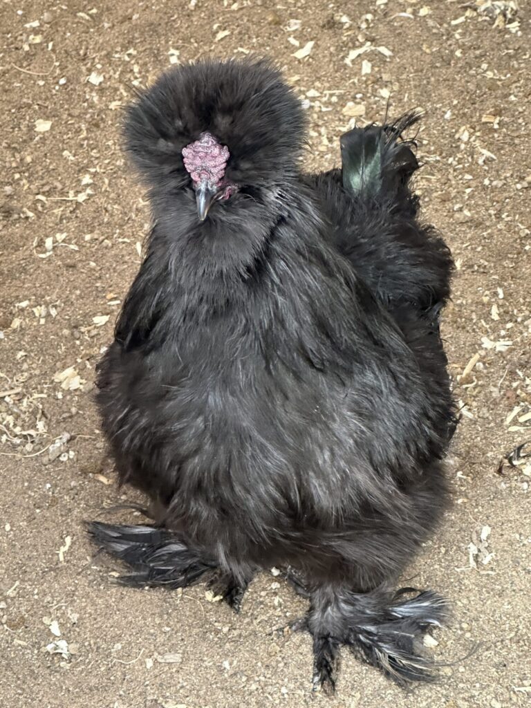 Black Silkie Bantams - Bantam Chicks Online | Cackle Hatchery®