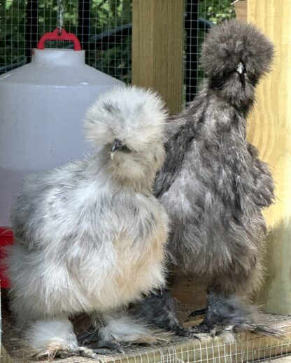 Silkie Bantam Special