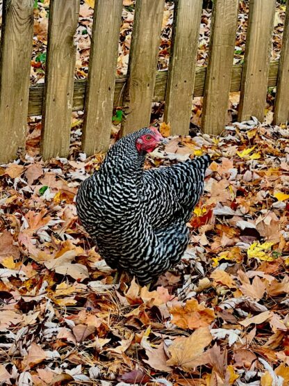 Barred Rock Chicken