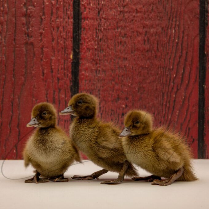 Khaki Campbell Ducks - Image 3