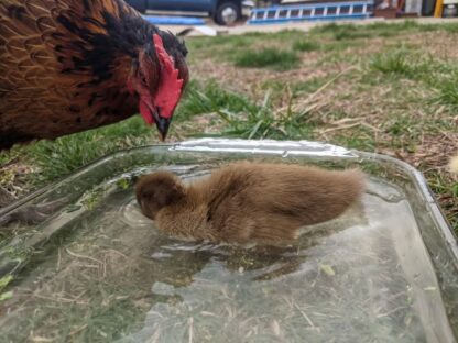 Khaki Campbell Ducks