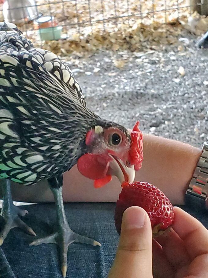 Silver Sebright Bantam