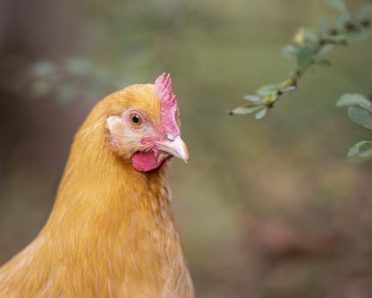 Buff Orpington Credit Kristin Castenschiold Butkus