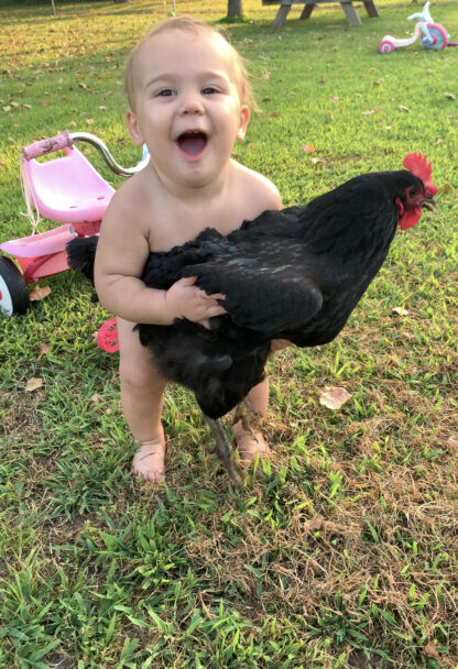 Black Australorp Chicken