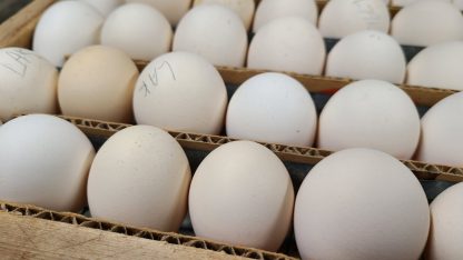 Lakenvelder Chicken Eggs