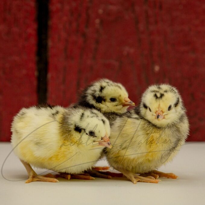 Lakenvelder Chicks