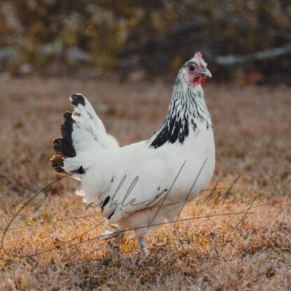 Lakenvelder Chicken - Image 2