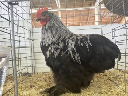 Birchen Cochin Bantam