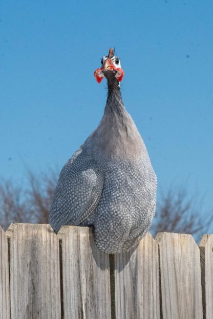 Lavender Guinea