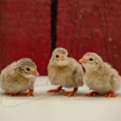 Lavender Guinea - Image 3