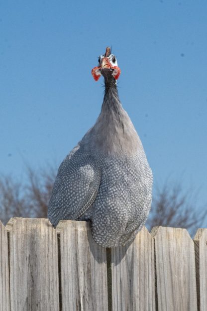 Lavender Guinea Credit Jennifer Myers