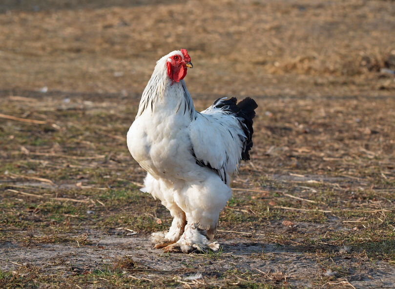 Stock photo of Light brahma hen and rooster, France.. Available for sale on