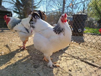 Pullet: Light Brahma, Shipping week of 03/25/2024 - My Pet Chicken