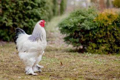 Light Brahma Chicken