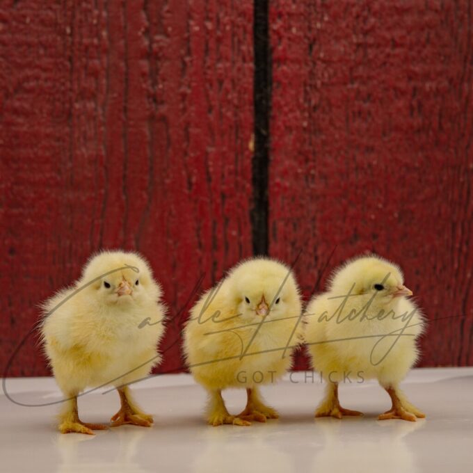 Light Brahma Chicken - Image 3