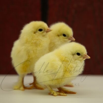 Light Brahma Chicken - Image 3
