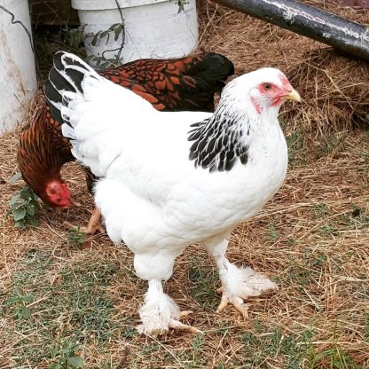 Light Brahma Chickens - Baby Chicks for Sale