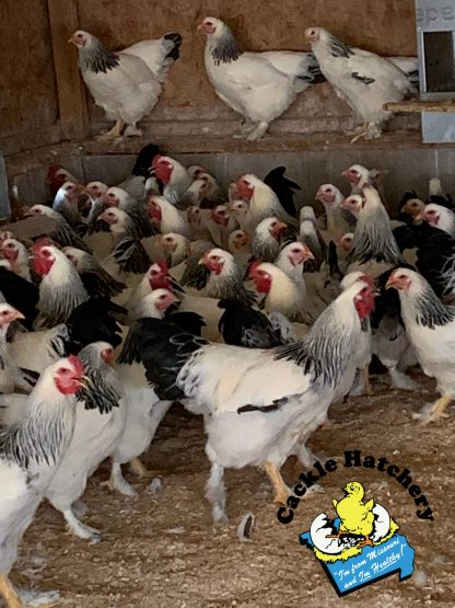 Light Brahma Chickens