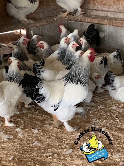 Light Brahma Chickens