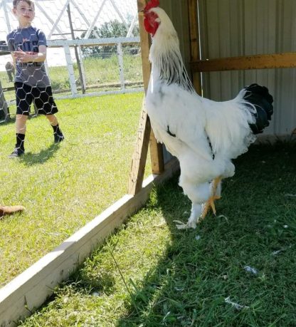 Hoover's Hatchery Light Brahma Chickens - CountryMax