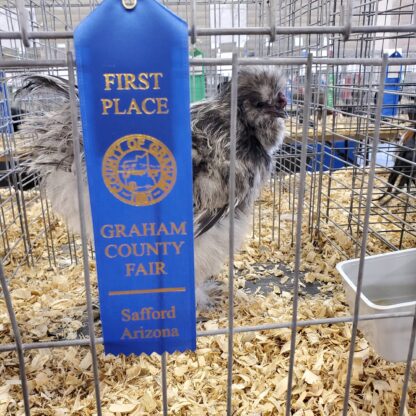 Splash Silkie Bantam