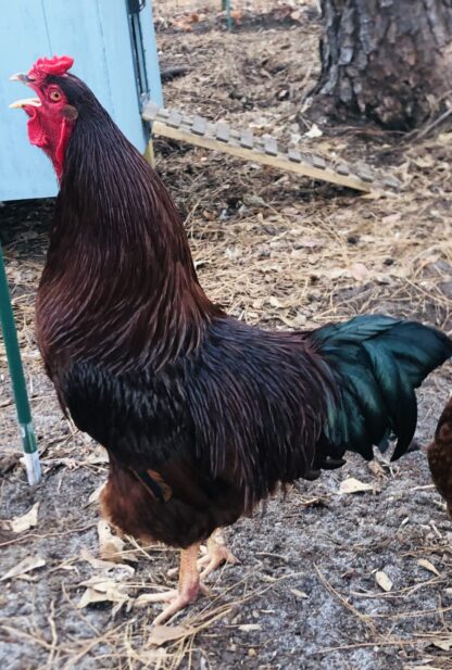 Buckeye Chicken