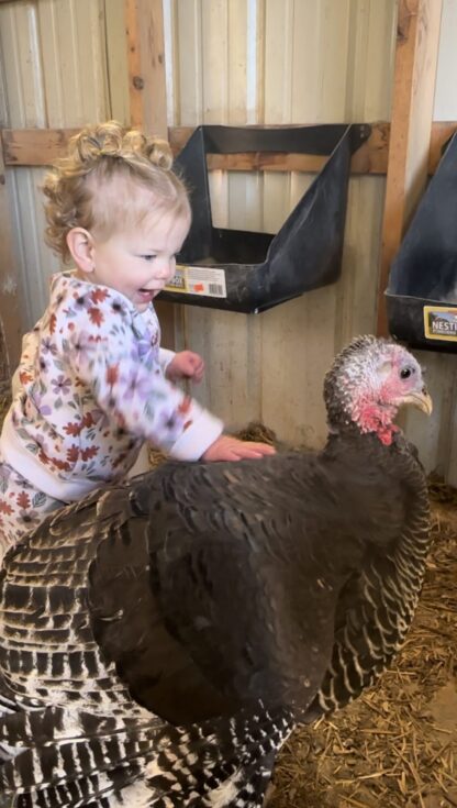 Broad Breasted Bronze Turkey