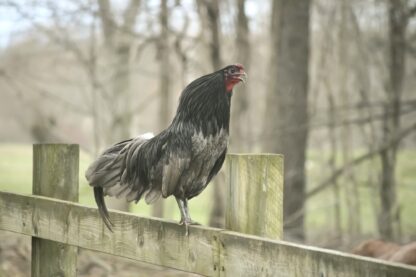 Blue Sumatra Chicken