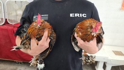 Mille Fleur Duccles Bantam