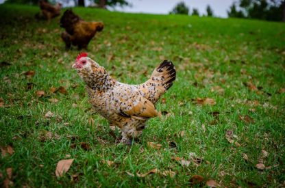 Mille Fleur Duccles Bantam