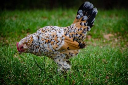 Mille Fleur Duccles Bantam