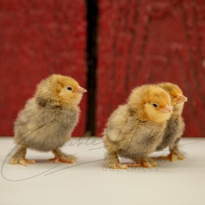 Mille Fleur d'Uccle Bantam - Image 3