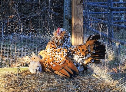 Mille Fleur Duccle Bantam Credit Kaylen Tubberville