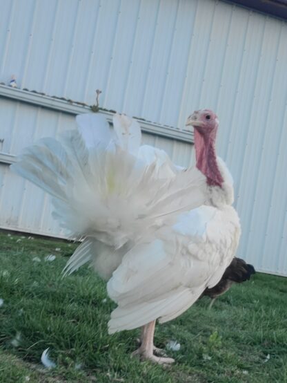 Broad Breasted White Turkey