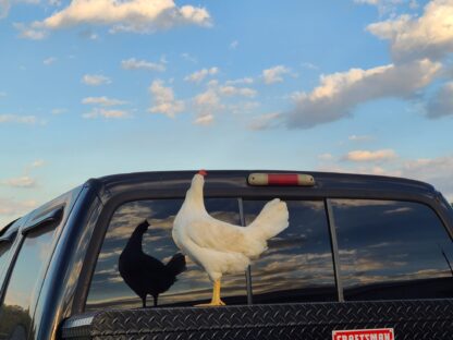 White Leghorn Chicken