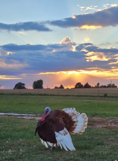 Bourbon Red Turkey