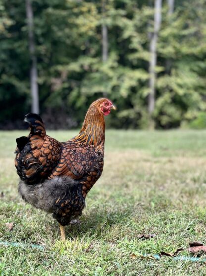 Black Laced Golden Wyandotte Chicken