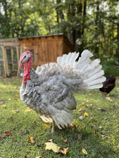 Blue Slate Turkey