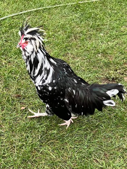 Mottled Houdan
