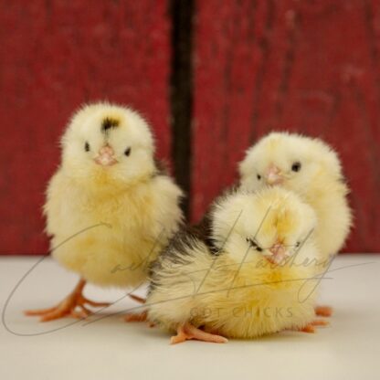 Mottled Houdan Chicken - Image 3