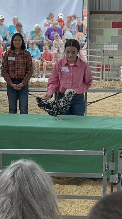 Mottled Houdan Chicken