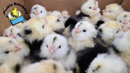 Mottled houdan chicks