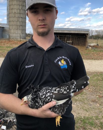 Mottled Japanese Bantam Chicken