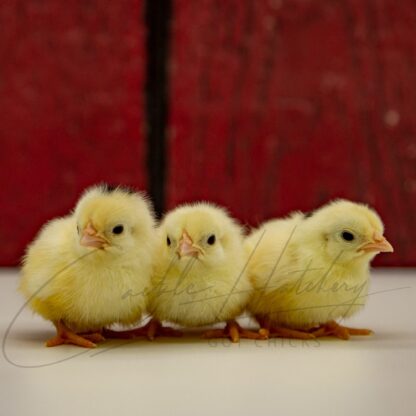 Mottled Japanese Bantam - Image 3