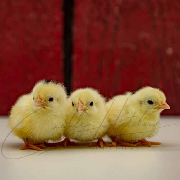 Mottled Japanese Bantam Chicks