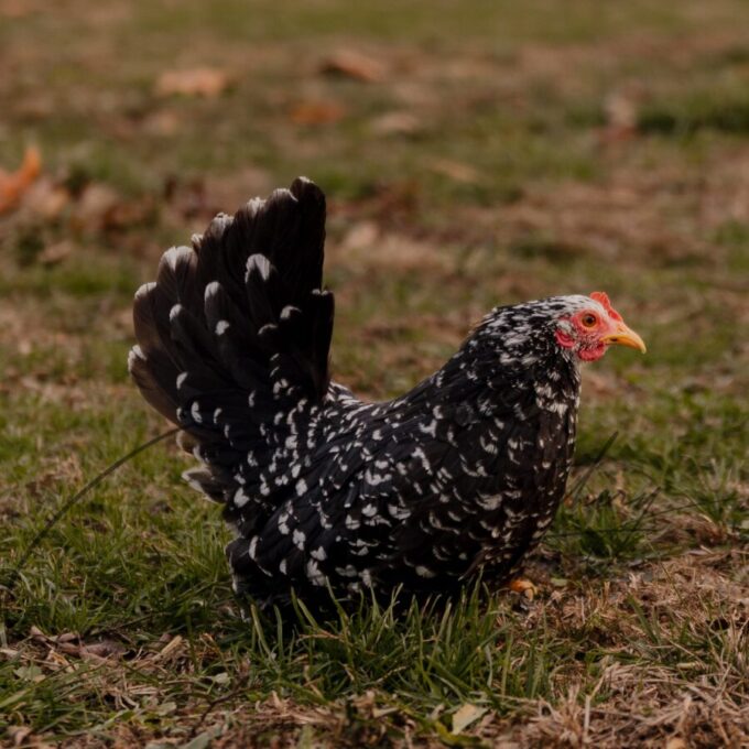 Mottled Japanese Bantam - Image 2