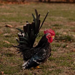 Mottled Japanese Bantam