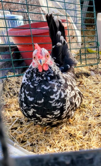 Mottled Japanese Bantam