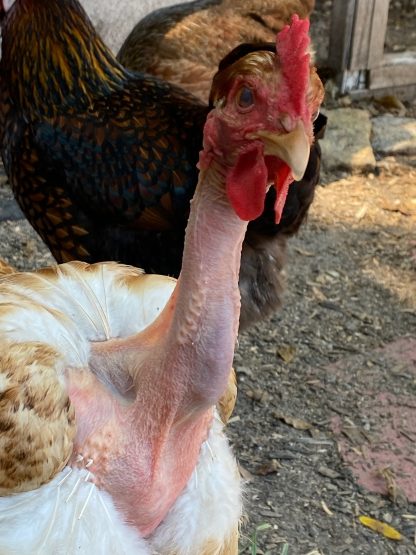 Naked Neck Turken Chicken