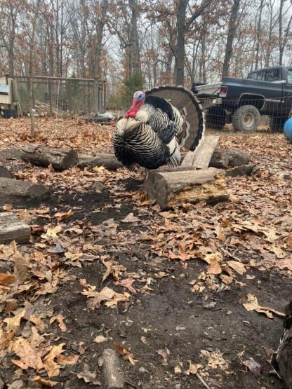 Narragansett Turkey